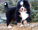 Собаки в Москве: Кибель Бернского зенненхунда Мальчик, Бесплатно - фото 2