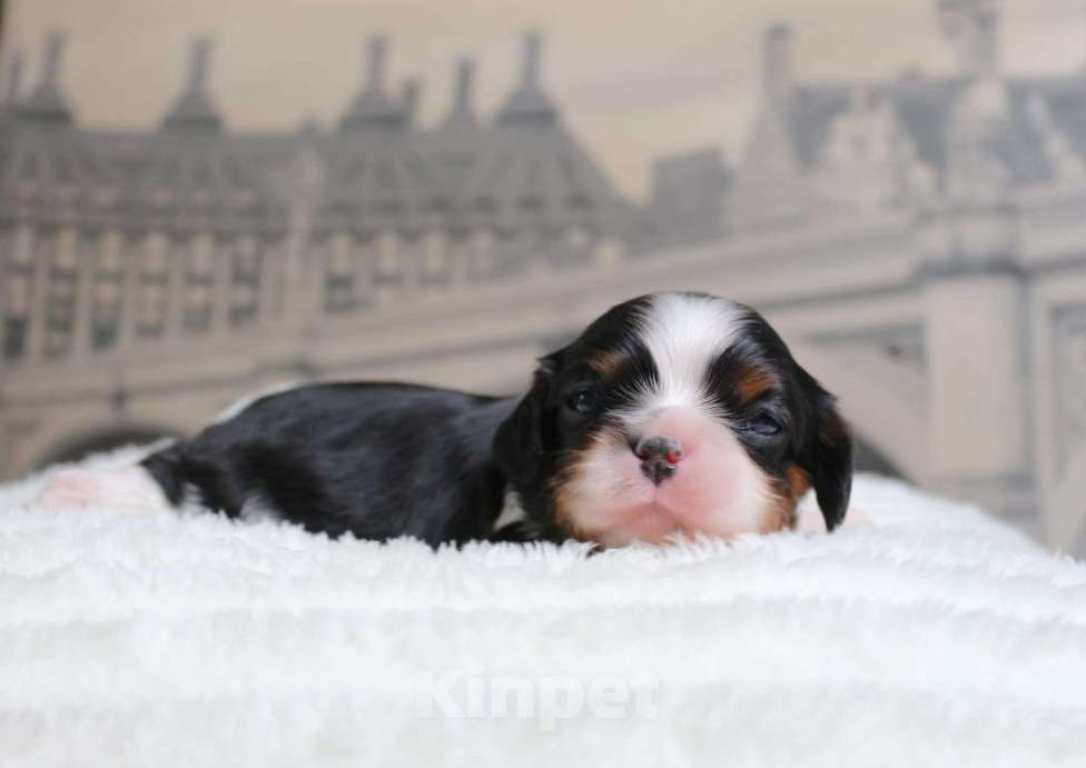 Собаки в Москве: Кавалер кинг чарльз спаниель триколор и бленхейм Мальчик, 80 000 руб. - фото 1