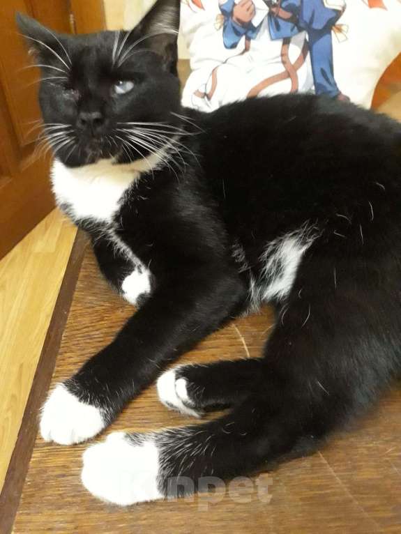 Кошки в Туле: Ищем кота Барсика Мальчик, 5 000 руб. - фото 1