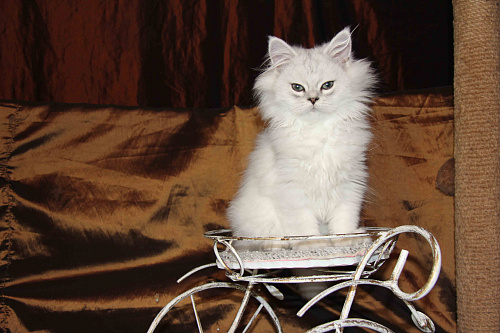 Объявление: Персидский котенок Ричард Марс Д.М, 1 руб., Москва