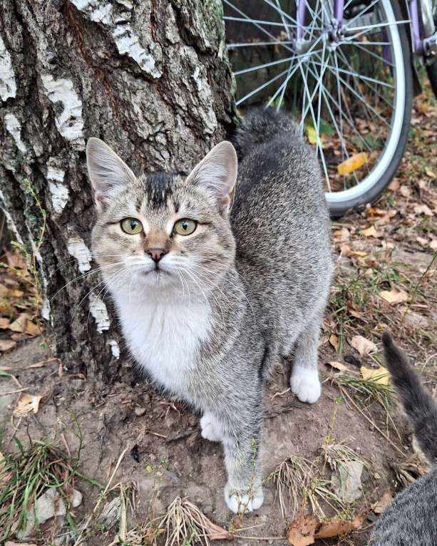 Кошки в Москве: Малышке нужен дом! Девочка, Бесплатно - фото 9