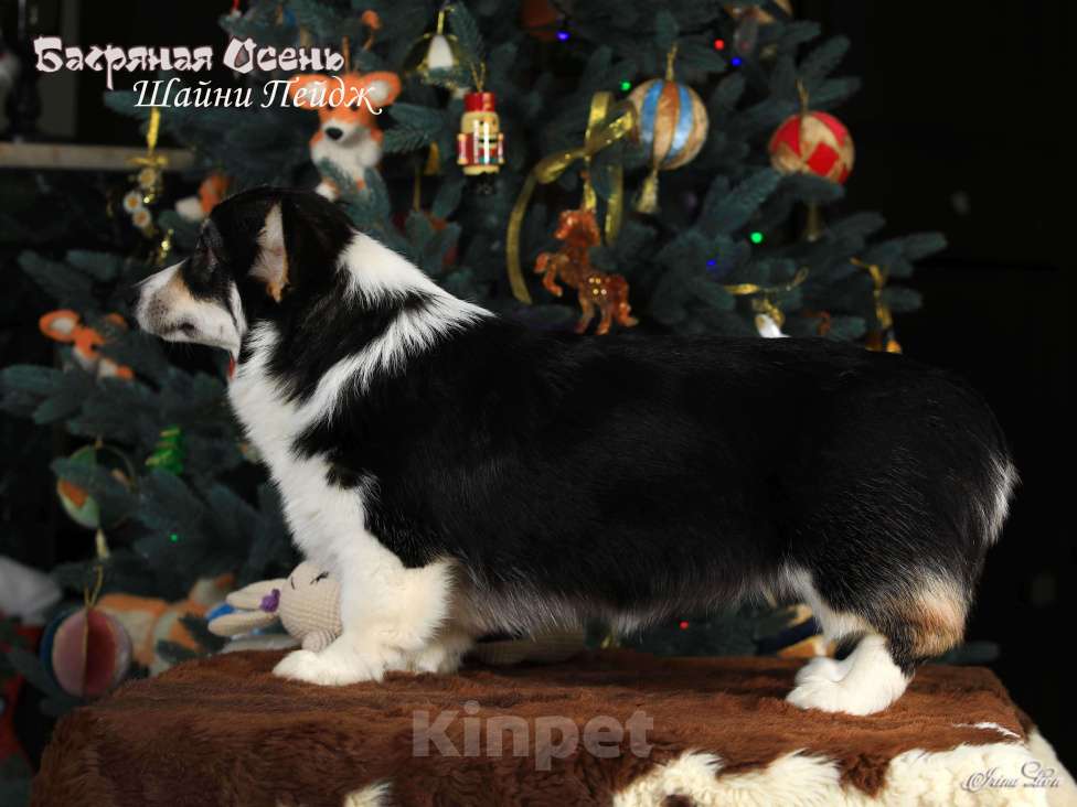 Собаки в других городах Московской области: Щенок вельш корги пемброк Девочка, 70 000 руб. - фото 4