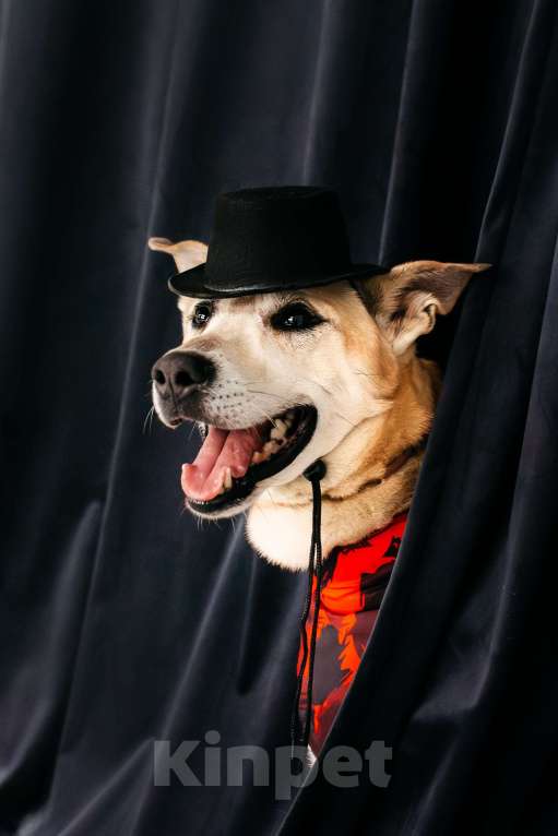 Собаки в Москве: Бевшедомашний пес Филя, в приюте. Очень нужен дом!  Мальчик, Бесплатно - фото 5