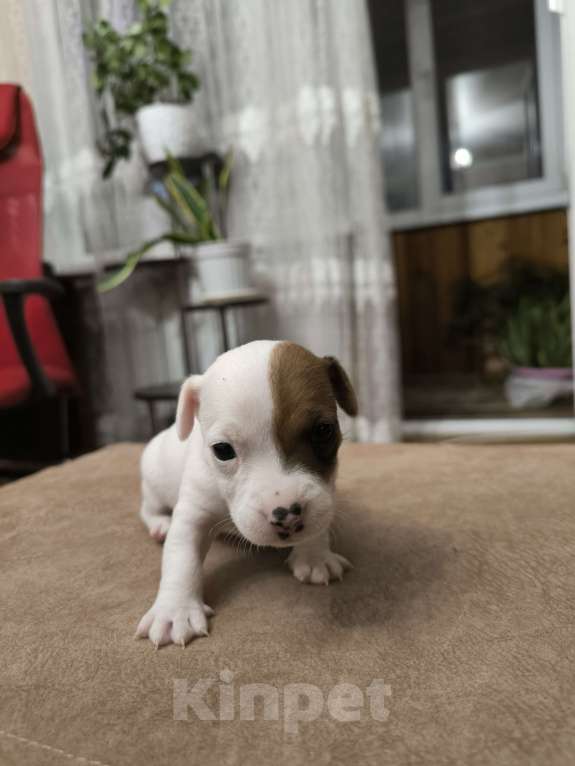 Собаки в Краснодаре: Щенки джек рассел терьер Мальчик, 15 000 руб. - фото 2