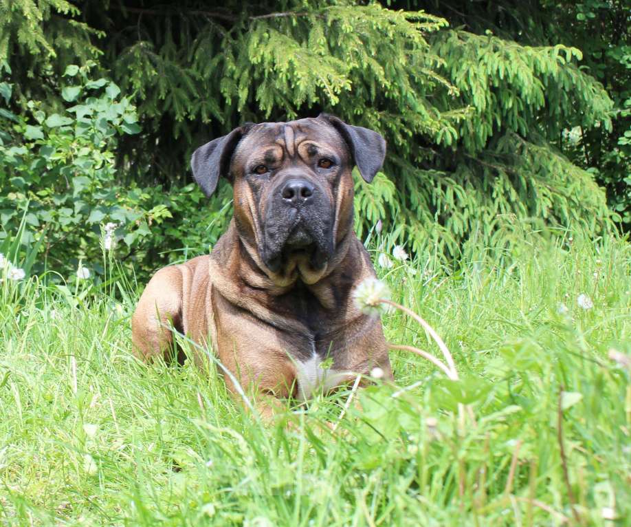 Собаки в Брянске: Предлагаются щенки Кане Корсо Девочка, 50 000 руб. - фото 5