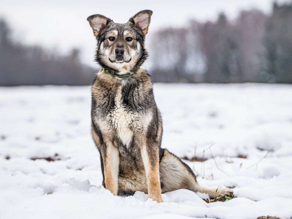 Собаки в Клине: Хэппи — милашка, излучающая свет Девочка, Бесплатно - фото 1