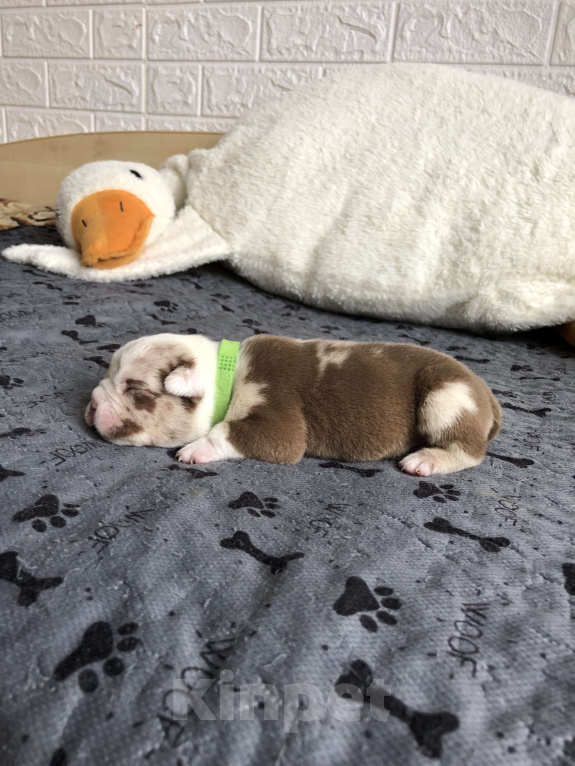 Собаки в Волгограде: Американский булли мальчик покет Мальчик, 50 000 руб. - фото 5