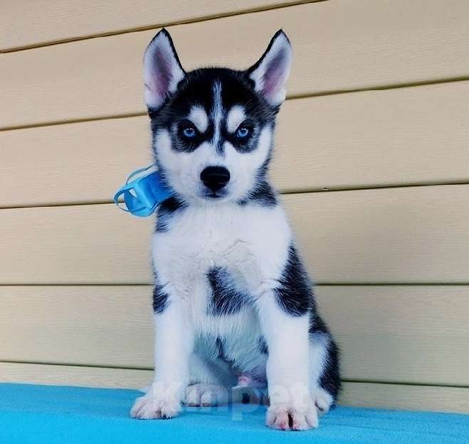 Собаки в Наро-Фоминске: Хаски Щенки Разных окрасов Разнополые, Бесплатно - фото 1