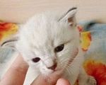 Кошки в Кинешме: Котятки в добрые ручки) Мальчик, 1 руб. - фото 1