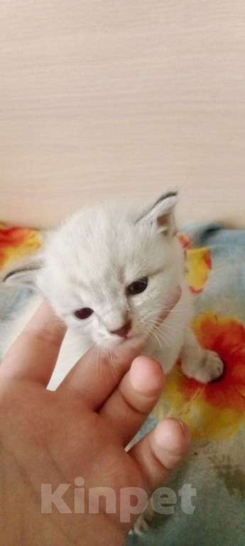 Кошки в Кинешме: Котятки в добрые ручки) Мальчик, 1 руб. - фото 1