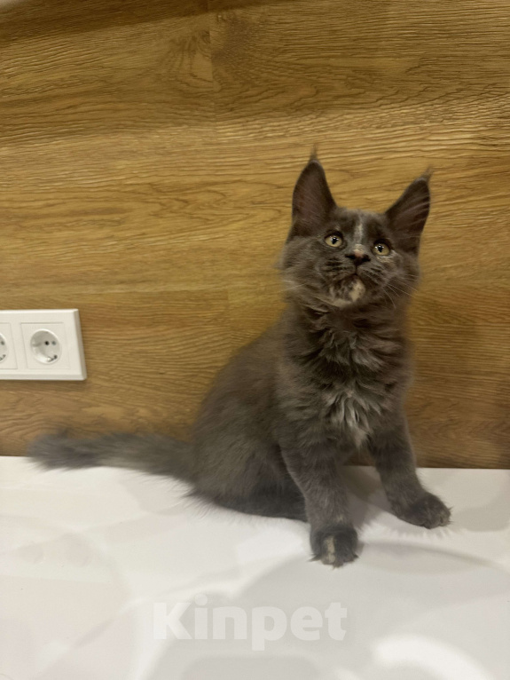 Кошки в Москве: Ласковая кошечка Мэйн-кун Девочка, 60 000 руб. - фото 3