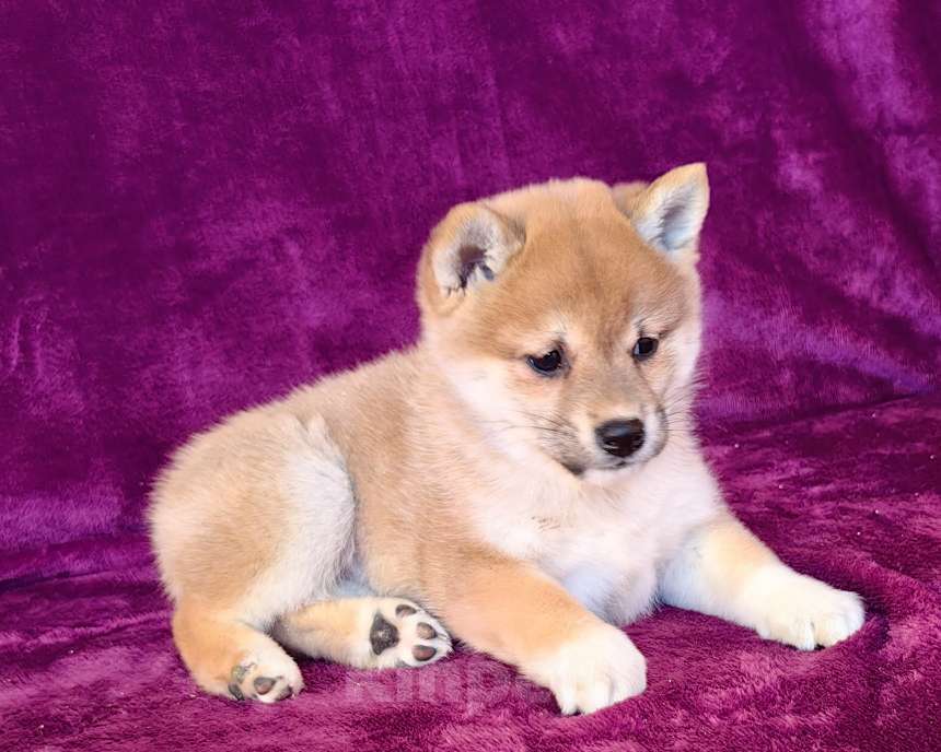 Собаки в Москве: Сиба ину. Девочка - 2 мес. Девочка, 60 000 руб. - фото 3