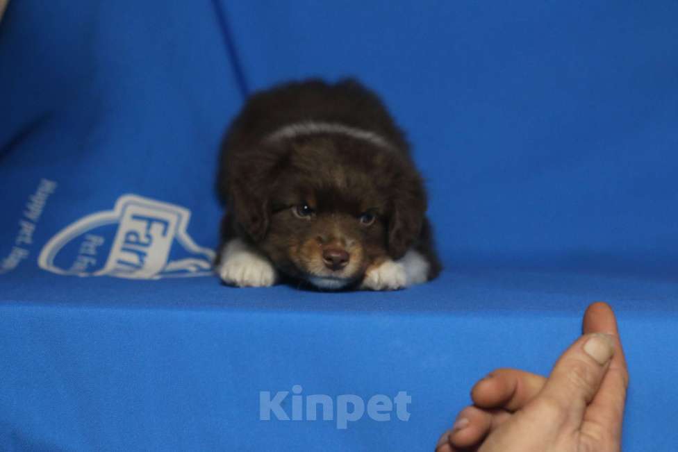 Собаки в Рязани: Маленькая овчарка. Мас. Мальчик, Бесплатно - фото 7