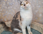 Кошки в Москве: Голубо-кремовая трехцветная кошка в добрые руки Девочка, Бесплатно - фото 4