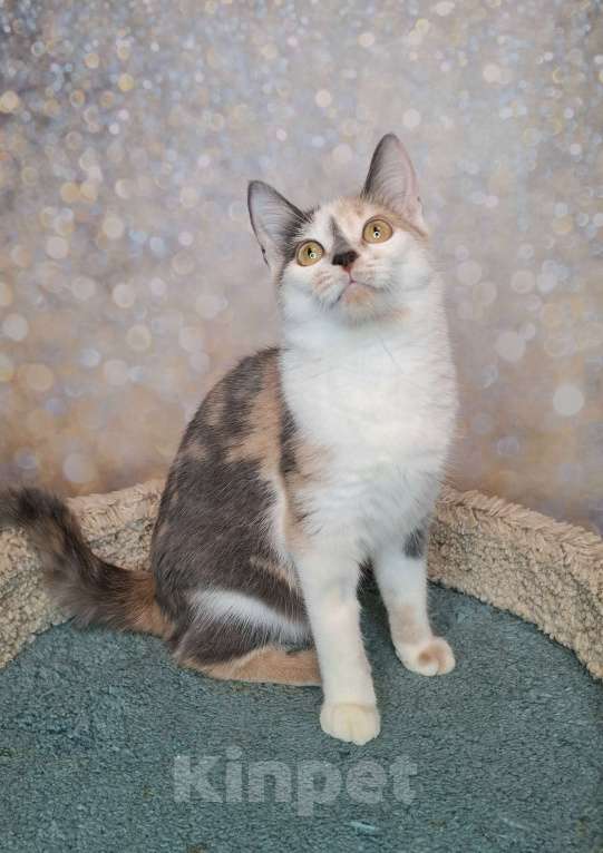 Кошки в Москве: Голубо-кремовая трехцветная кошка в добрые руки Девочка, Бесплатно - фото 4