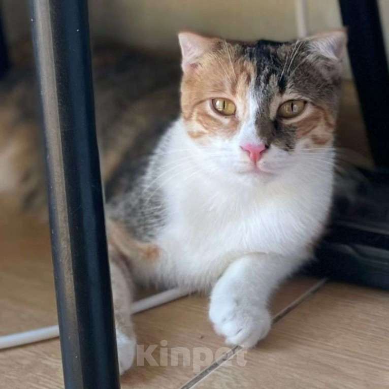 Кошки в Москве: Веснушка выкинули хозяева Девочка, Бесплатно - фото 5