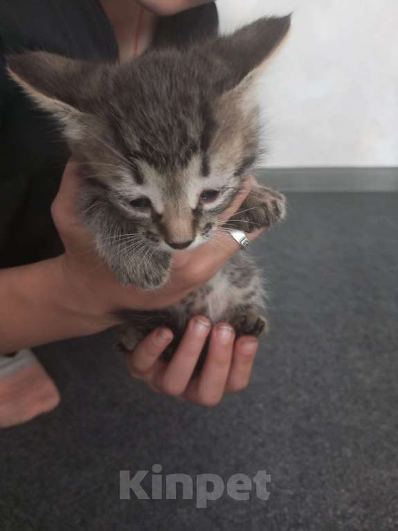 Кошки в Городце: Отдам в добрые руки Мальчик, Бесплатно - фото 2