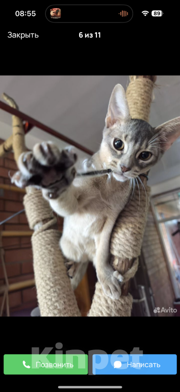 Кошки в Краснодаре: Продается абиссинский котик . голубой окрас Мальчик, 35 000 руб. - фото 7