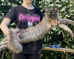 Кошки в Брянске: Котик Лемур Мальчик, 15 000 руб. - фото 4