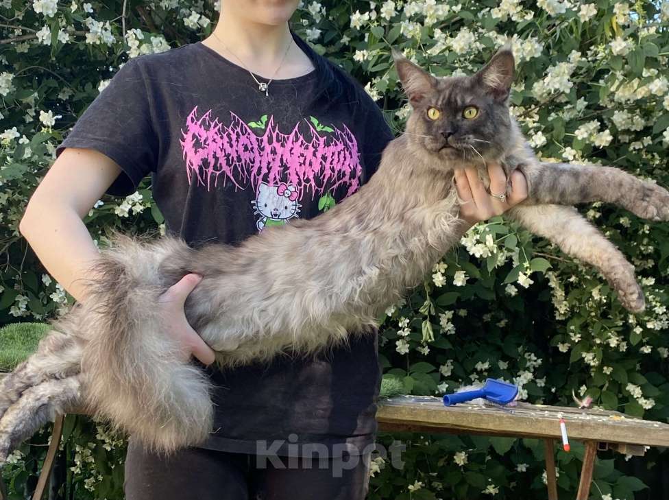 Кошки в Брянске: Котик Лемур Мальчик, 15 000 руб. - фото 4