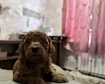 Собаки в других городах Красноярского края: Пудель миниатюрный Девочка, 70 000 руб. - фото 3