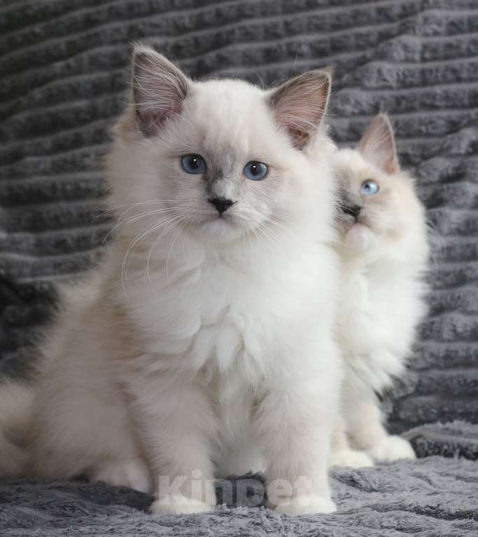 Кошки в Санкт-Петербурге: Рэгдолл Девочка, 40 000 руб. - фото 3