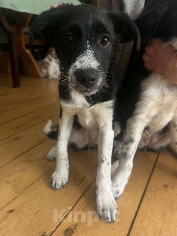 Собаки в Москве: Татачка  Девочка, Бесплатно - фото 1