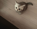 Кошки в Санкт-Петербурге: Шотландский прямоухий короткошерстый котенок Девочка, 10 000 руб. - фото 5