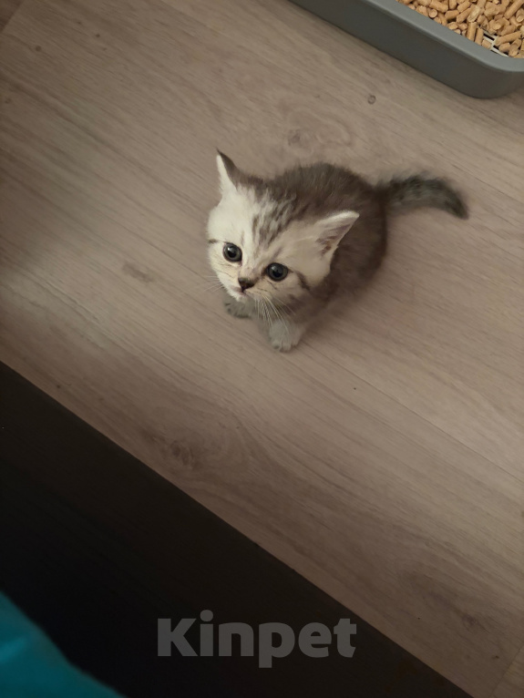 Кошки в Санкт-Петербурге: Шотландский прямоухий короткошерстый котенок Девочка, 10 000 руб. - фото 5