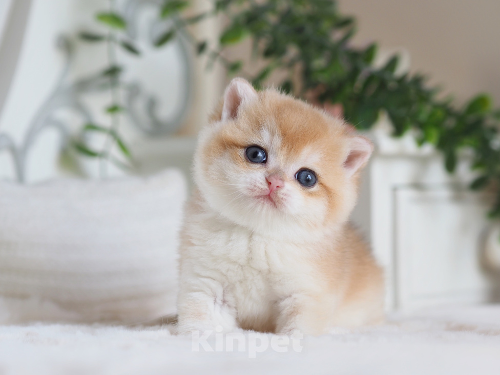 Кошки в Владивостоке: Девочка британской породы Девочка, 170 000 руб. - фото 8