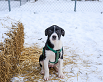 Собаки в Москве: Щенок  Норд ищет семью Мальчик, Бесплатно - фото 1