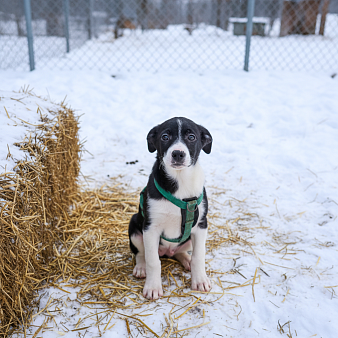 Щенок  Норд ищет семью