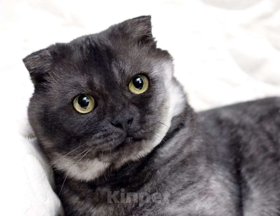 Кошки в Москве: Самый ласковый шотландский кот Герлен, окрас черный дым, в дар Мальчик, 1 руб. - фото 3