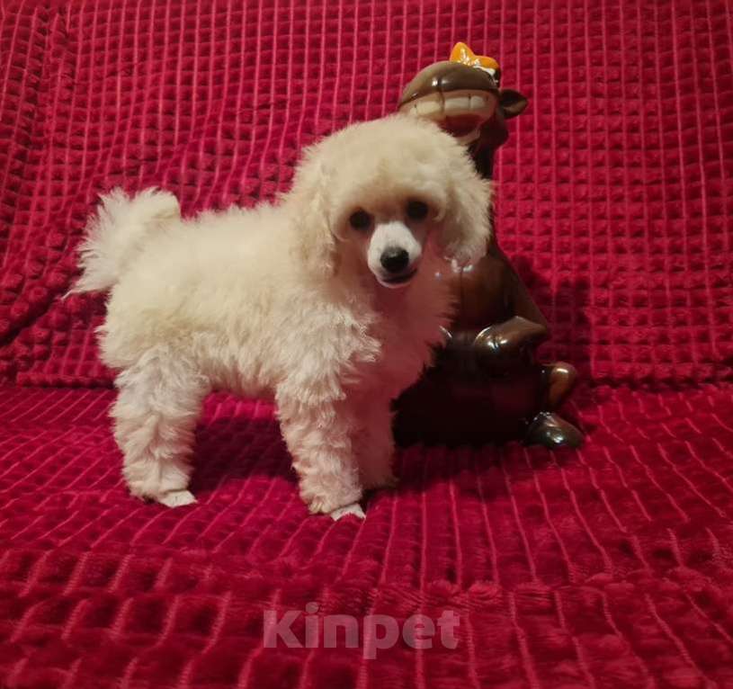 Собаки в Москве: Пудель той девочка белая Девочка, 100 000 руб. - фото 2