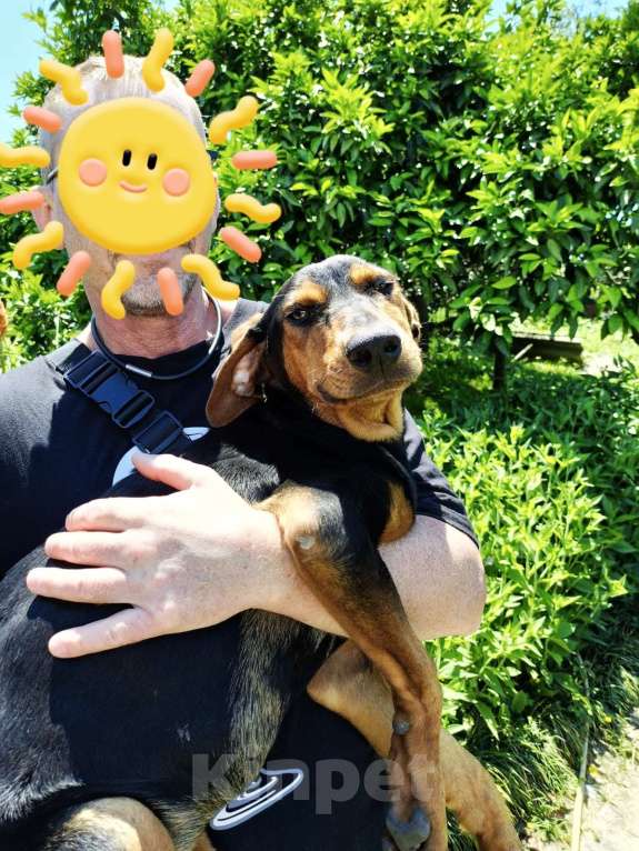 Собаки в Москве: Чудесная Тесла из Абхазии  Девочка, Бесплатно - фото 3