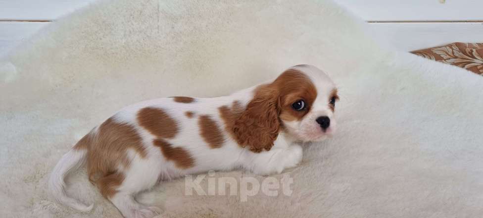 Собаки в Сергиеве Посаде: Мальчики кавалерчики Мальчик, 111 111 руб. - фото 5