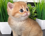 Кошки в Симферополе: Британские котята Девочка, 35 000 руб. - фото 7