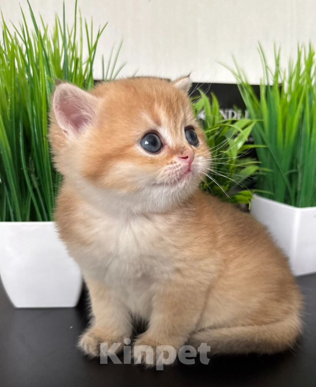 Кошки в Симферополе: Британские котята Девочка, 35 000 руб. - фото 7