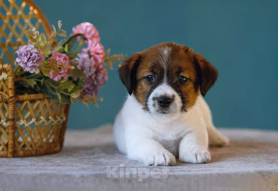 Собаки в Калининграде: Щенки джек рассел терьера Мальчик, 70 000 руб. - фото 1