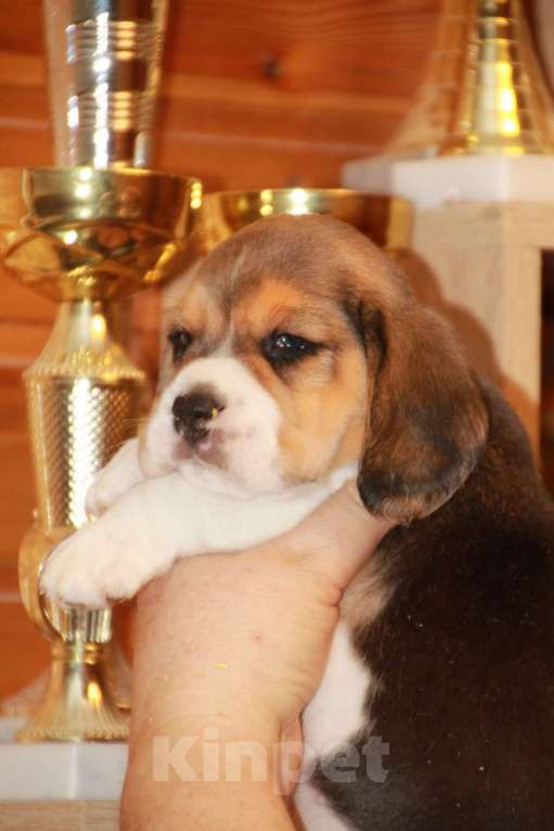 Собаки в Москве: щенки бигля из питомника  45-70тыс Мальчик, 60 000 руб. - фото 4