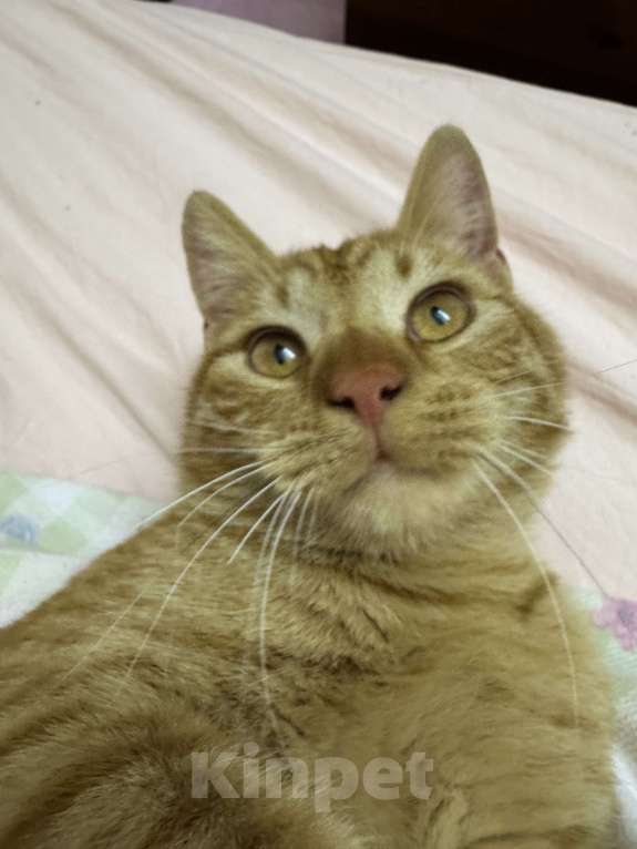 Кошки в Севастополе: Ласковый котик(мальчик) Мальчик, Бесплатно - фото 2