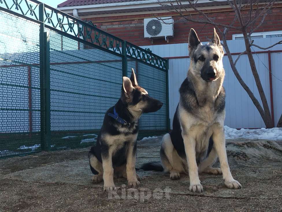 Собаки в других городах Краснодарского края: Щенки Восточноевропейской овчаркиок Разнополые, Бесплатно - фото 6