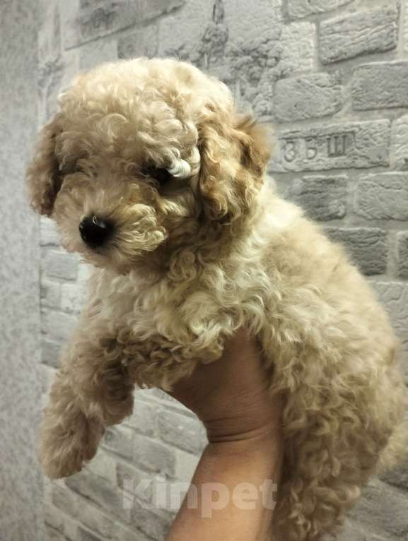 Собаки в Оренбурге: Мальтипу f1 Мальчик, 95 000 руб. - фото 6