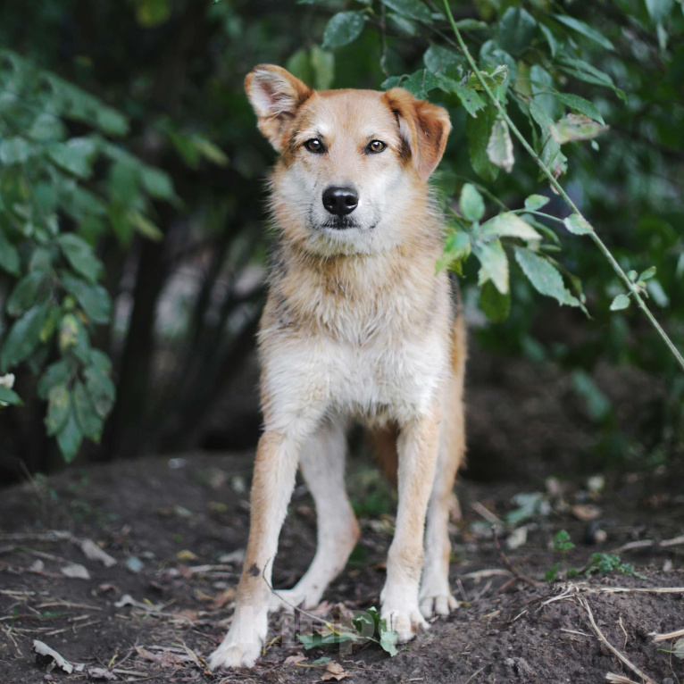 Собаки в Москве: Соло Мальчик, Бесплатно - фото 4