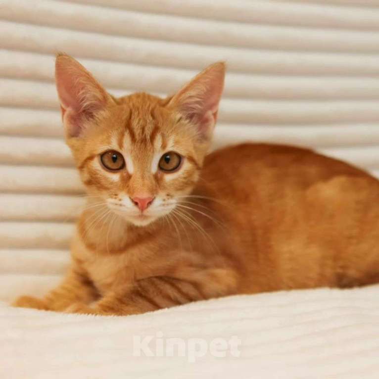 Кошки в Москве: Фанте срочно нужен дом 🆘️ Девочка, Бесплатно - фото 5