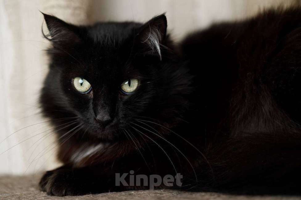 Кошки в Москве: Пушистая кошка в добрые руки Девочка, 15 руб. - фото 7