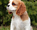 Собаки в Химках: Кавалер кинг Чарльз спаниель  Мальчик, 60 000 руб. - фото 3