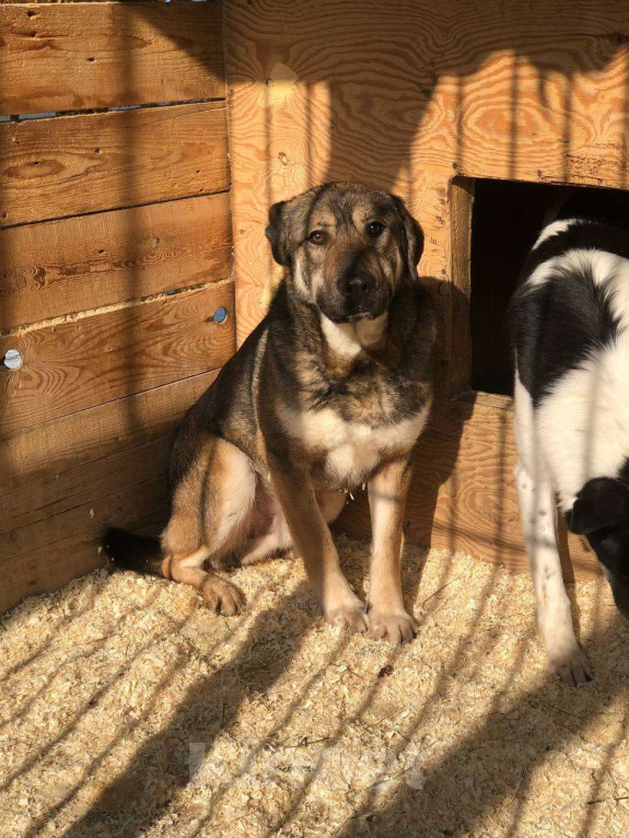 Собаки в Москве: Преданный молодой Бруно из приюта ищет свой Дом Мальчик, Бесплатно - фото 1