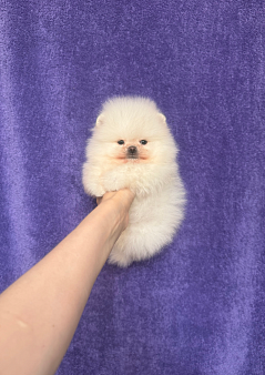 Мини померанец