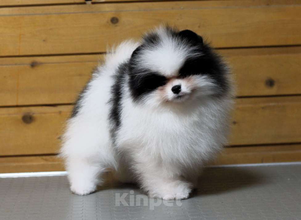 Собаки в Москве: Шикарный бело-черный мальчик Мальчик, Бесплатно - фото 2